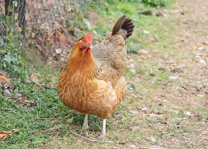 Roderath 아파트 *